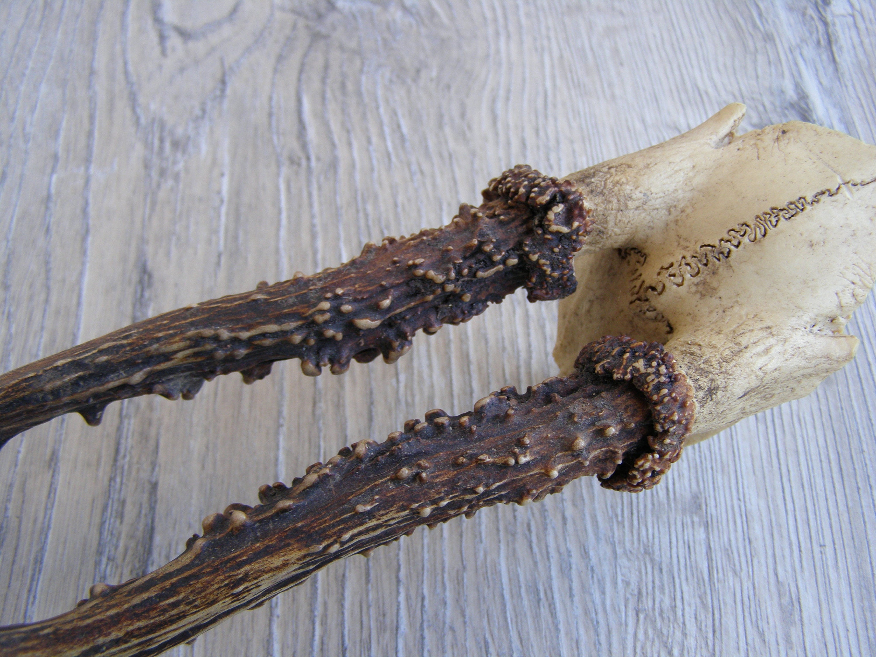 Vintage Animal Horns. Natural Deer Horns. Raw Natural Goat Etsy Ireland