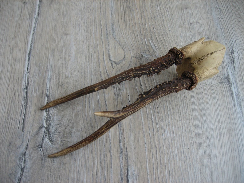 Vintage Animal Horns. Natural Deer Horns. Raw Natural Goat Horns. Roe