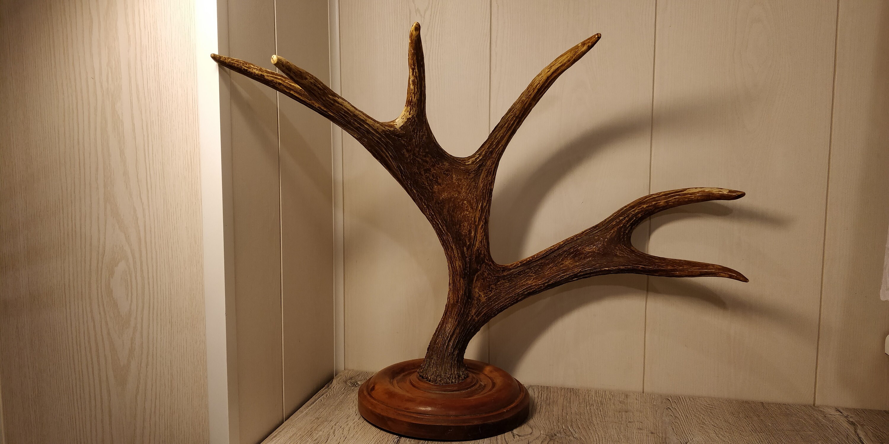 Large Elk Horns. Natural Moose Horns. Vintage Animal Horns. Etsy
