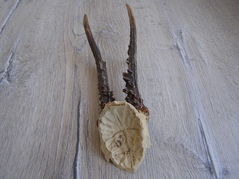Vintage Animal Horns. Natural Deer Horns. Raw Natural Goat Etsy Ireland