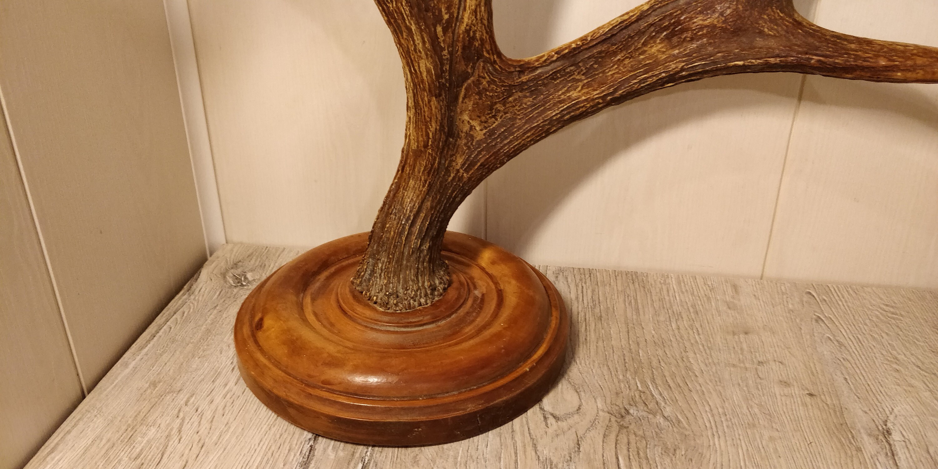 Large Elk Horns. Natural Moose Horns. Vintage Animal Horns. Etsy