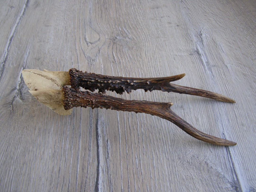 Vintage Animal Horns. Natural Deer Horns. Raw Natural Goat Horns. Roe