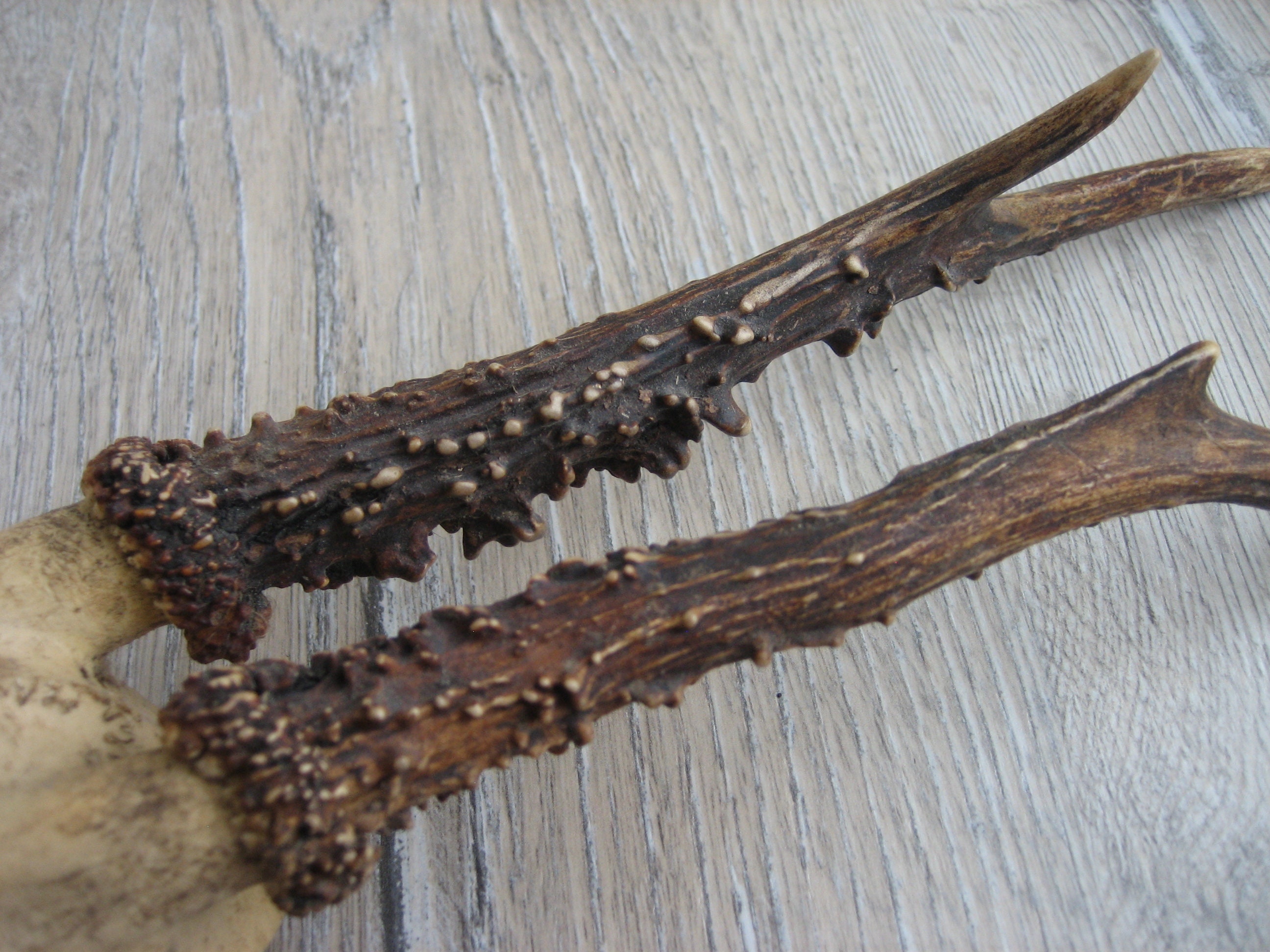 Vintage Animal Horns. Natural Deer Horns. Raw Natural Goat Etsy Ireland