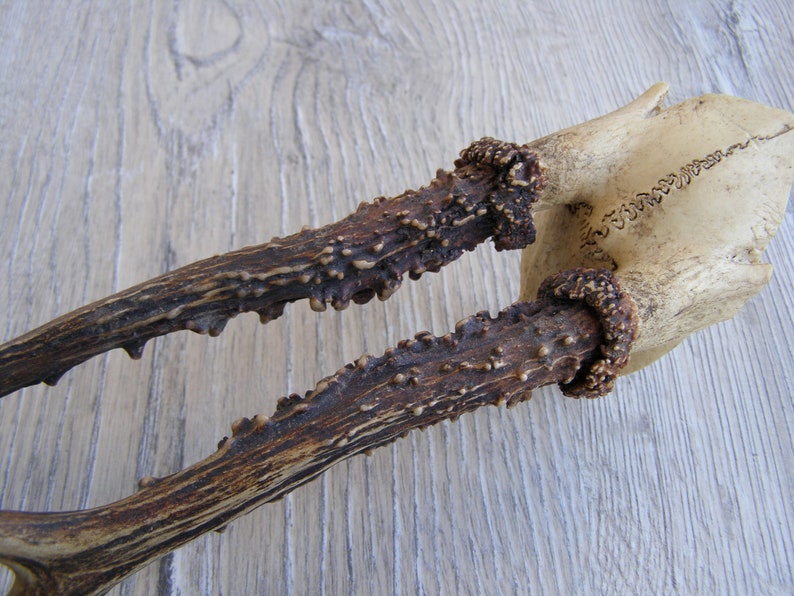 Vintage Animal Horns. Natural Deer Horns. Raw Natural Goat Horns. Roe