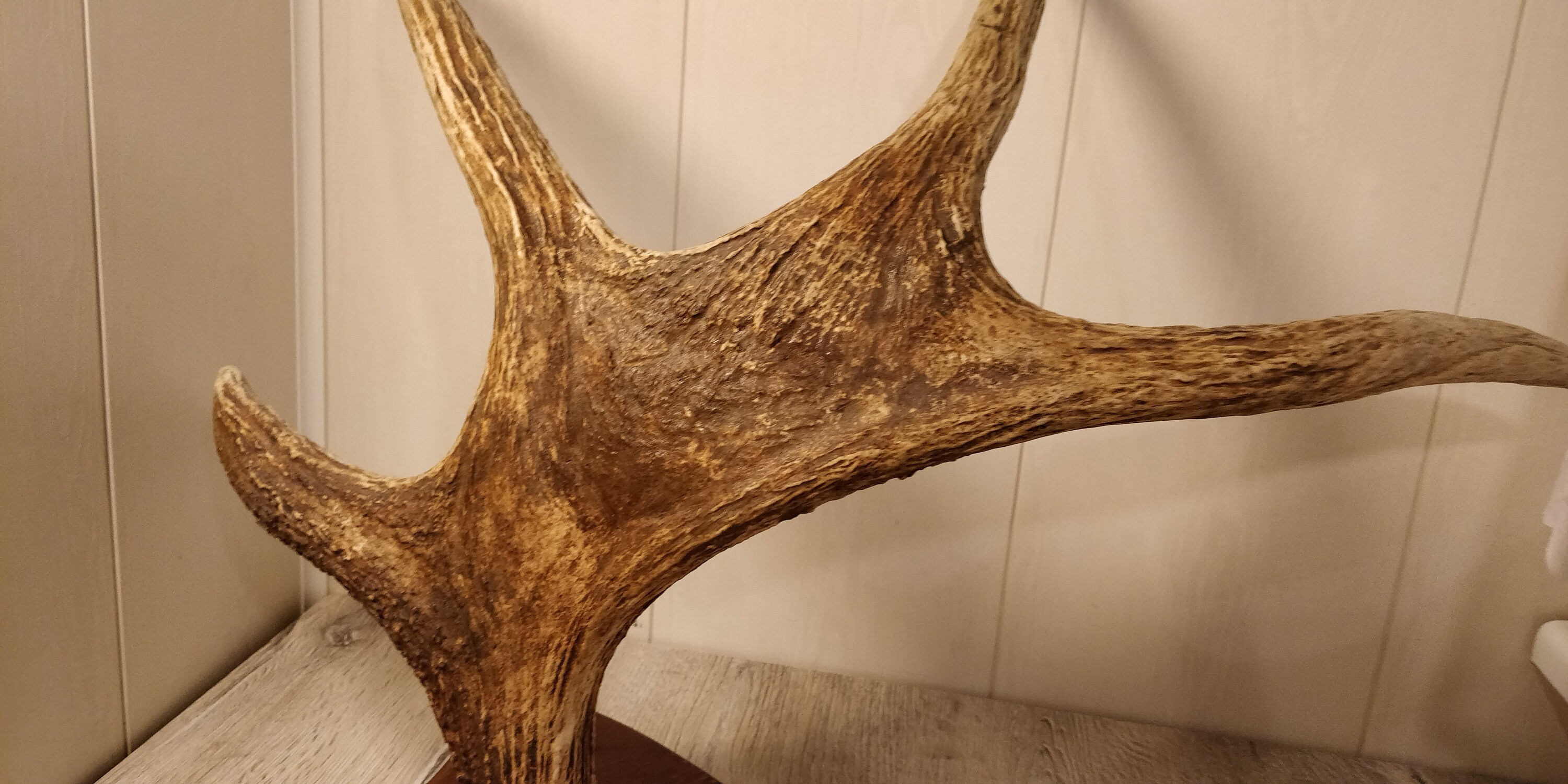 Large Elk Horns. Natural Moose Horns. Vintage Animal Horns. Etsy