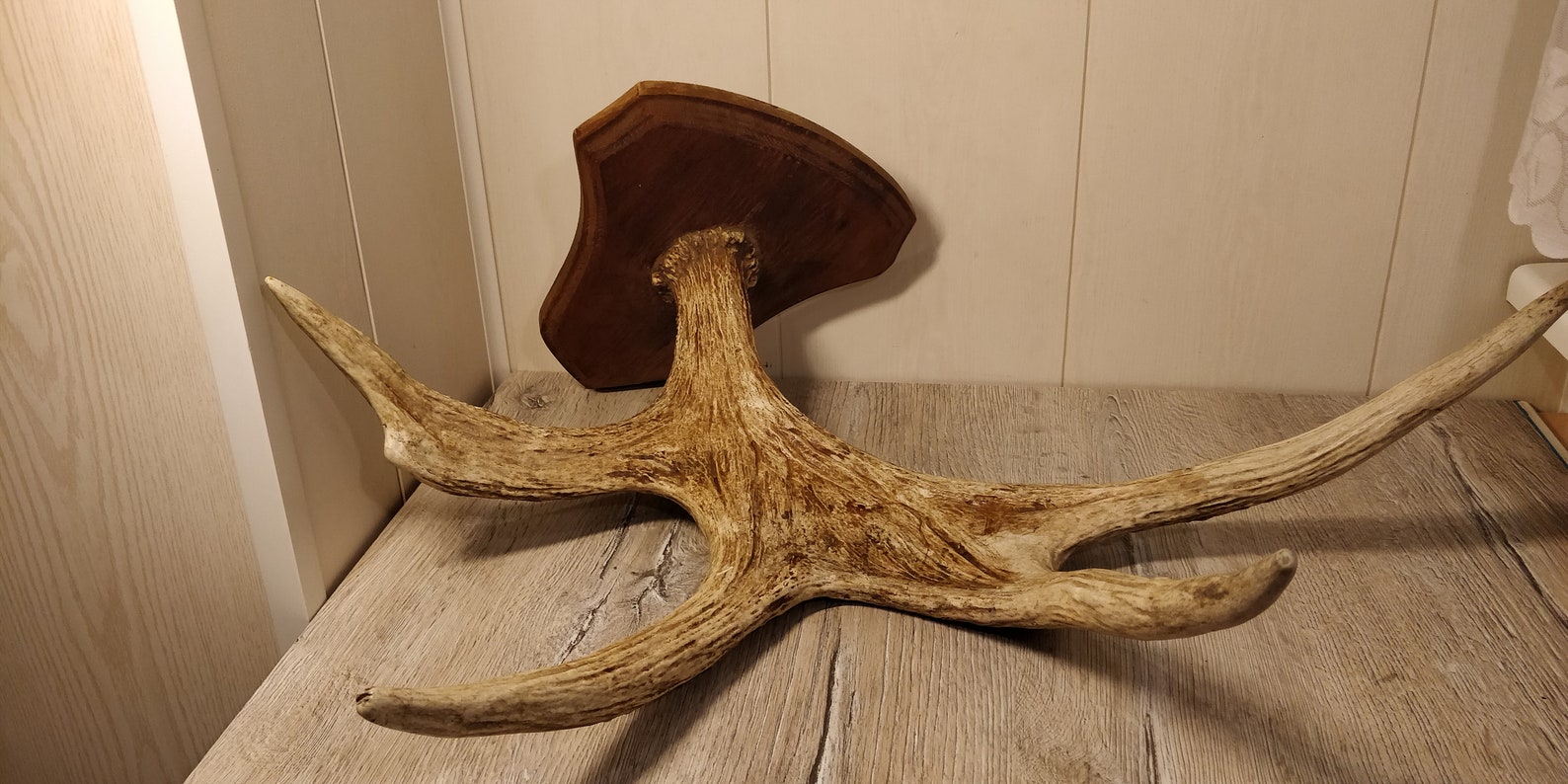 Large Elk Horns. Natural Moose Horns. Vintage Animal Horns. Raw Natural