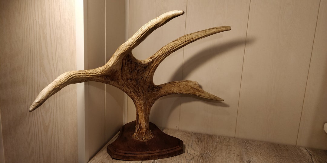 Large Elk Horns. Natural Moose Horns. Vintage Animal Horns. Raw Natural