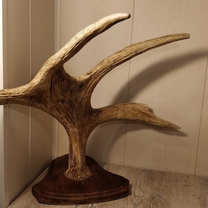 Large Elk Horns. Natural Moose Horns. Vintage Animal Horns. Raw Natural Deer Horns. Real Animal Horns. Elk Antlers. Gift Collectible