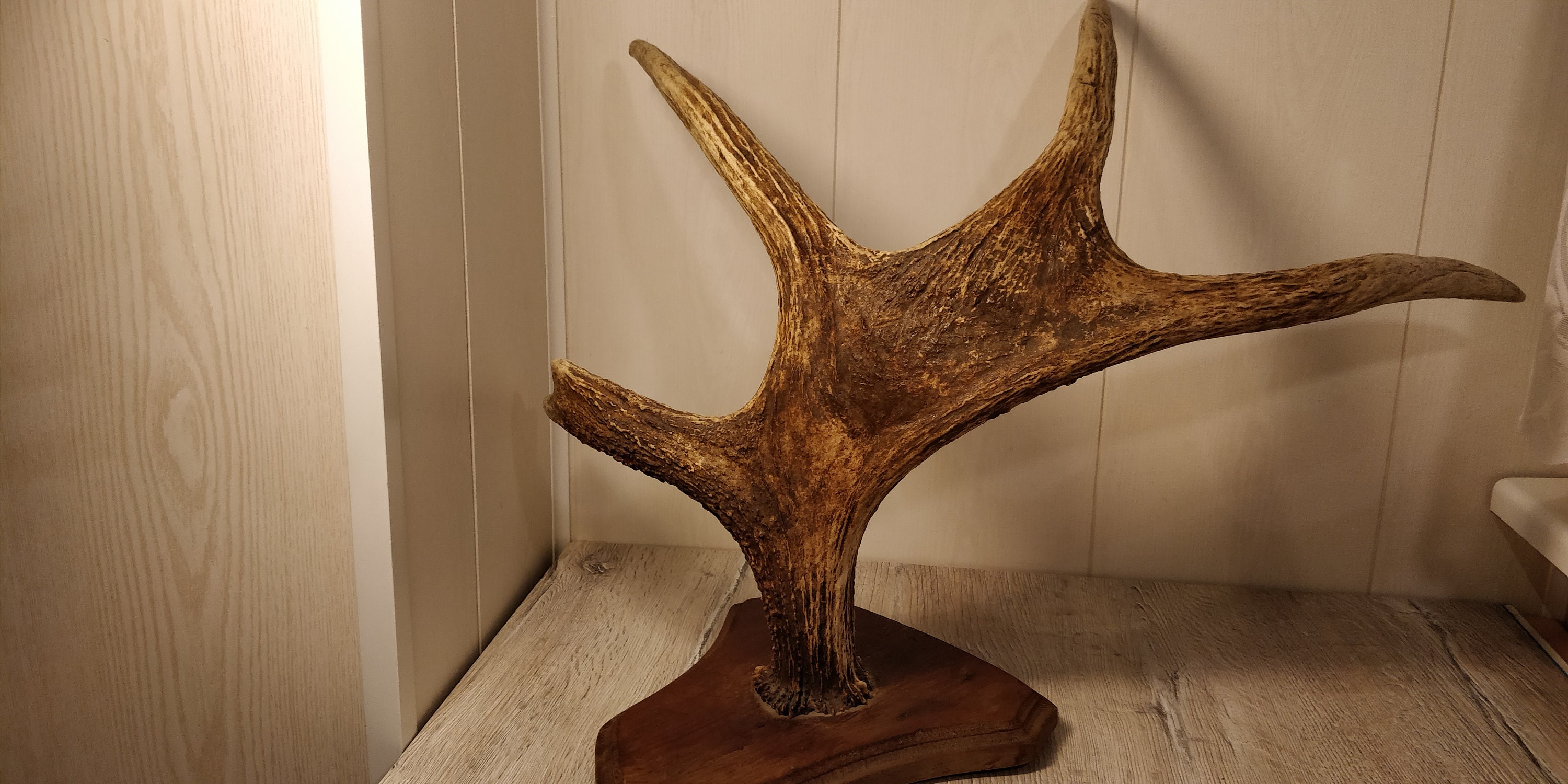 Large Elk Horns. Natural Moose Horns. Vintage Animal Horns. Etsy