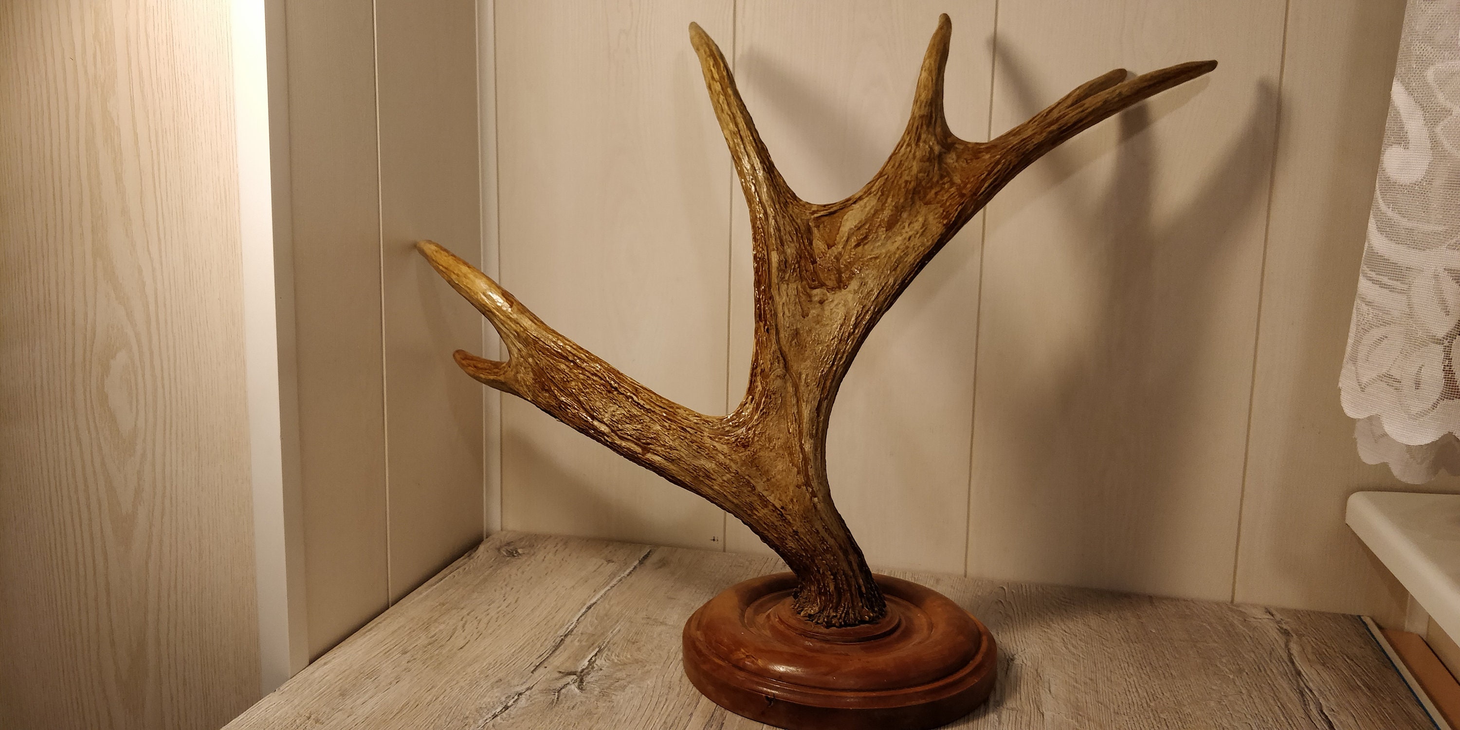 Large Elk Horns. Natural Moose Horns. Vintage Animal Horns. Etsy