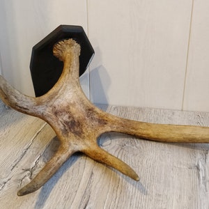 Natural Moose Horns. Elk Horns. Vintage Animal Horns. Raw Natural Deer Horns. Real Animal Horns. Elk Antlers. Gift Collectible