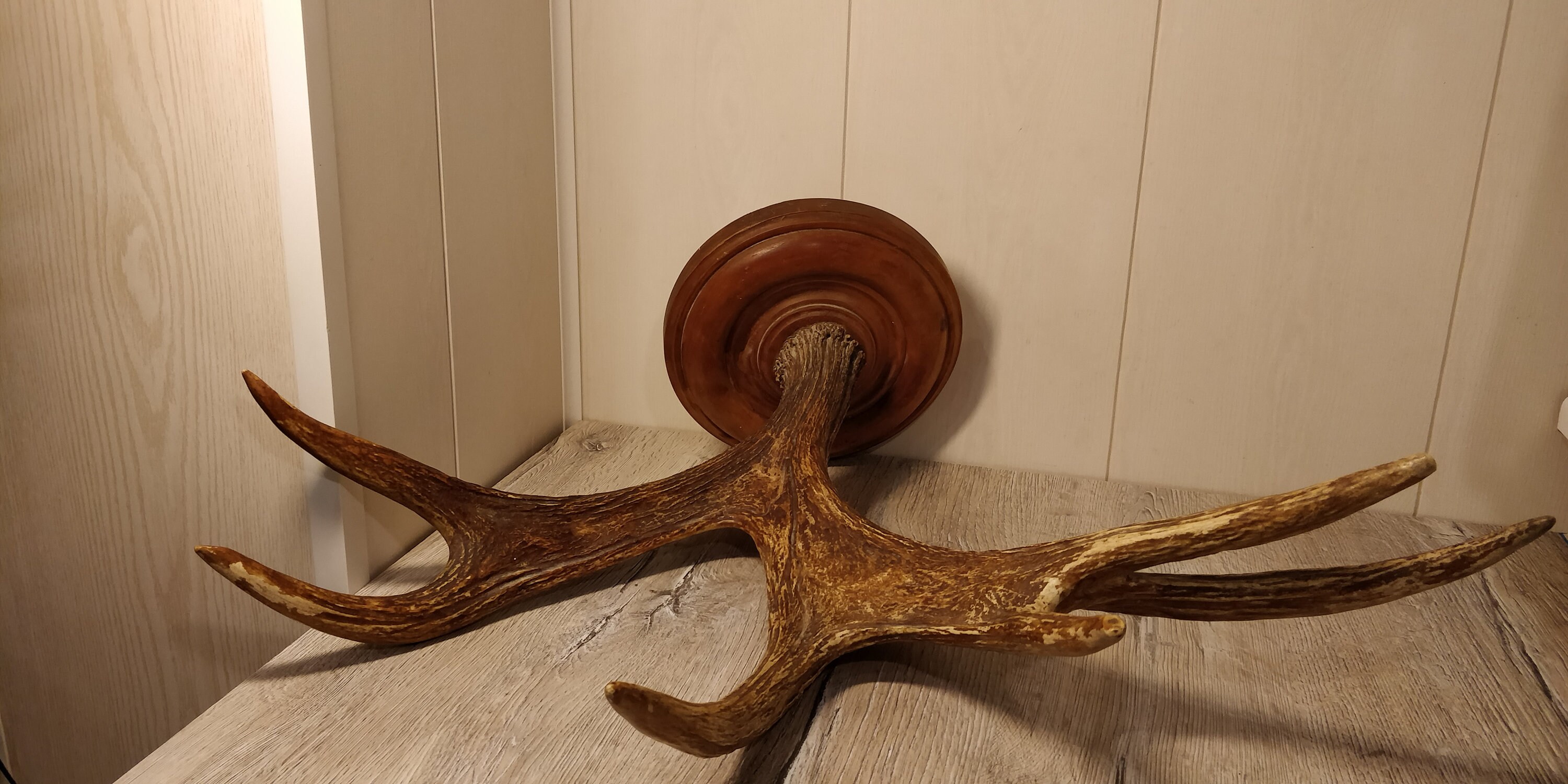 Large Elk Horns. Natural Moose Horns. Vintage Animal Horns. Etsy