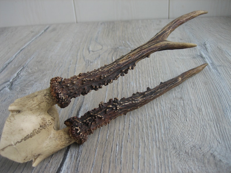 Vintage Animal Horns. Natural Deer Horns. Raw Natural Goat Horns. Roe