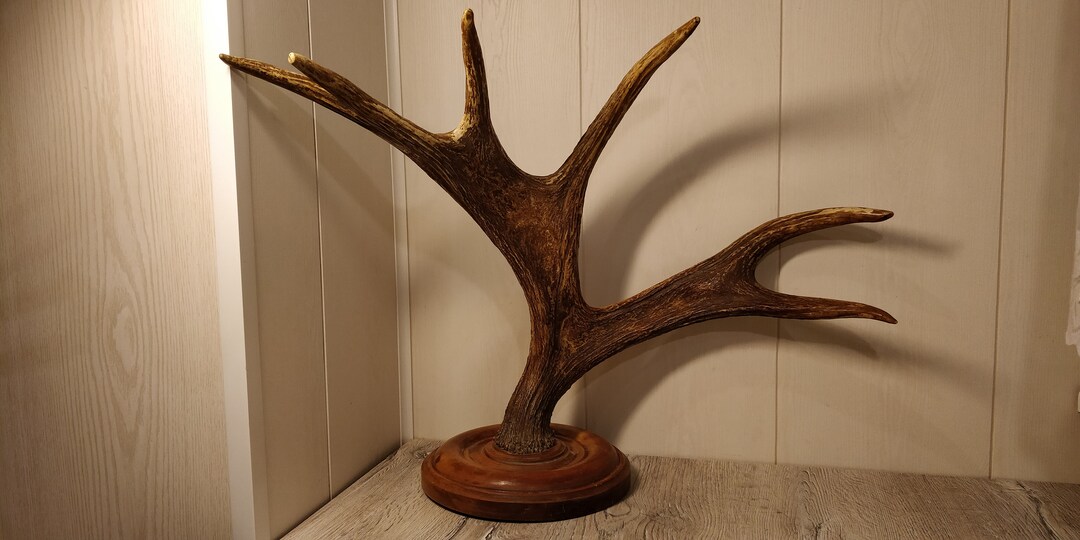 Large Elk Horns. Natural Moose Horns. Vintage Animal Horns. Etsy