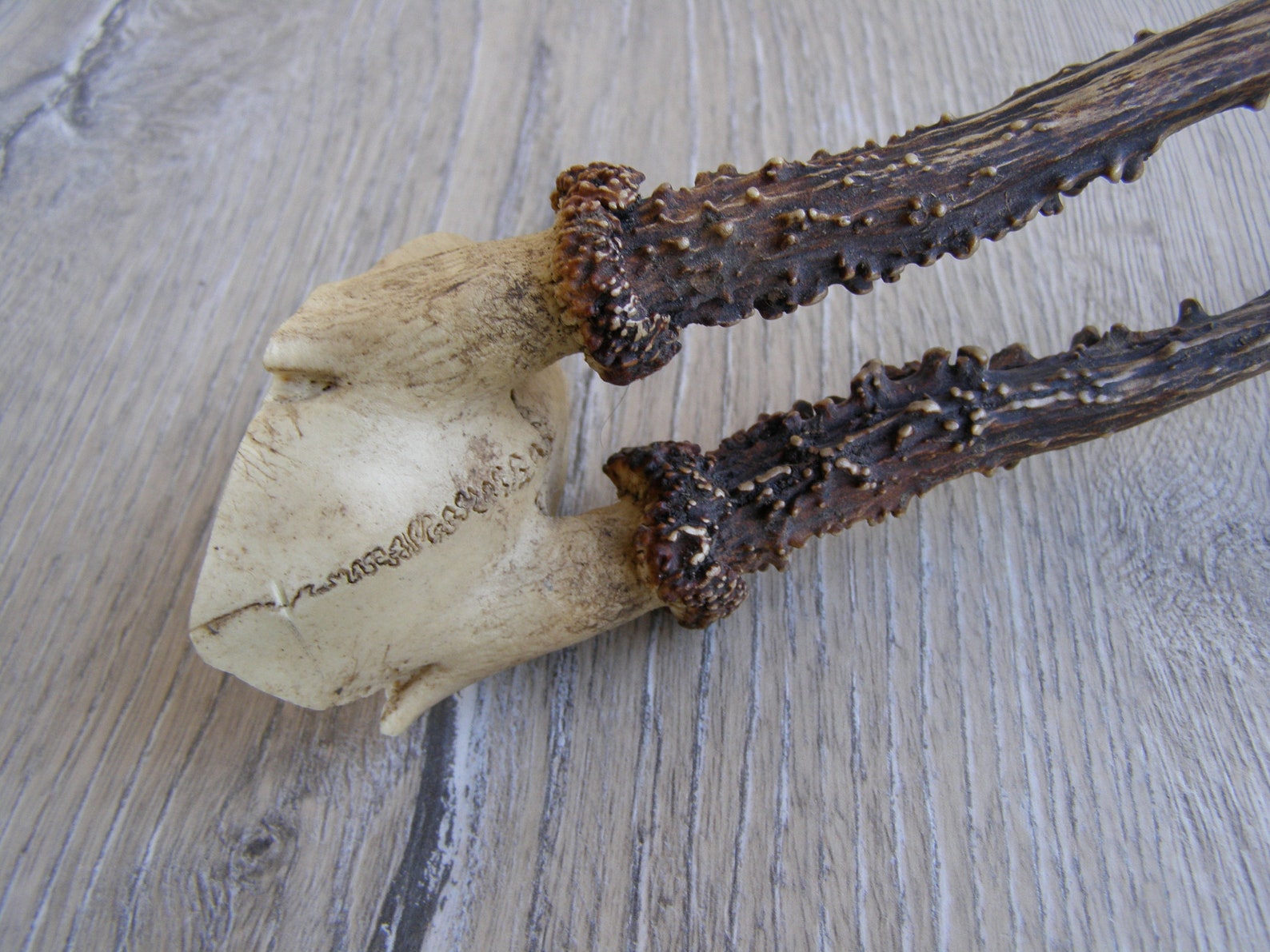 Vintage Animal Horns. Natural Deer Horns. Raw Natural Goat Etsy