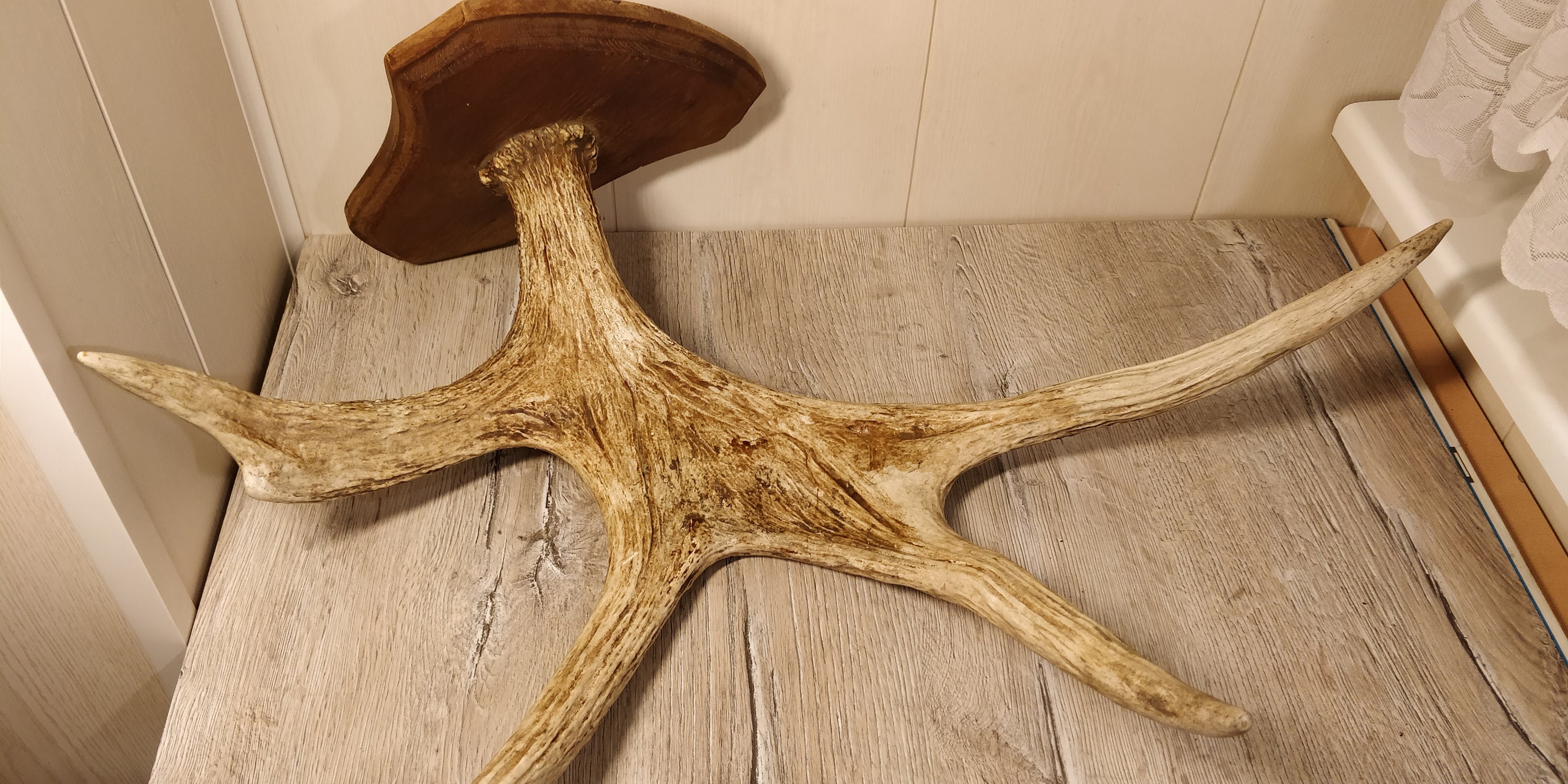 Large Elk Horns. Natural Moose Horns. Vintage Animal Horns. Raw Natural