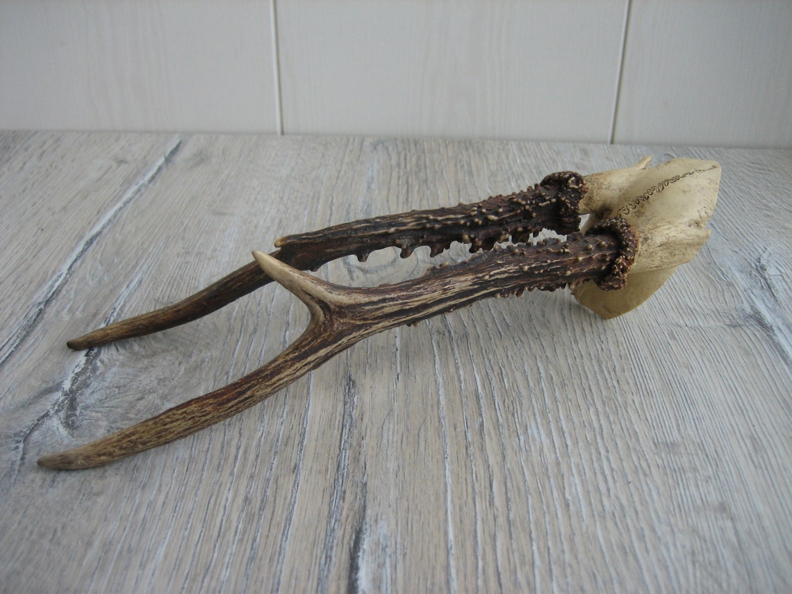 Vintage Animal Horns. Natural Deer Horns. Raw Natural Goat Etsy