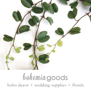 Hoya, hanging plant, hoya heart, hoya obovata, Premium quality, indoor plant
