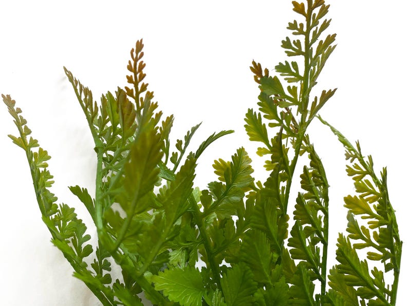 May include: A bunch of green artificial fern sprigs with brown tips. The ferns are arranged in a cluster and have a natural, realistic look.