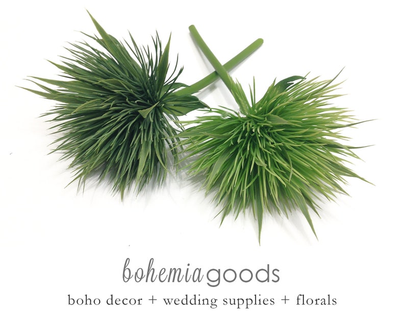 Decorative Grass Grass Plant Moss Plant Mossy Grass Grass Etsy