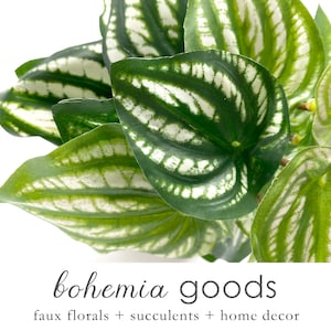 House plants, Watermelon plant, artificial plant, peperomia, Premium, variegated plant