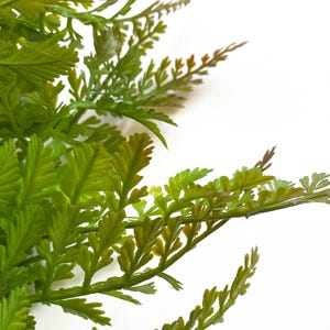 May include: A close-up of a bunch of green fern leaves against a white background.