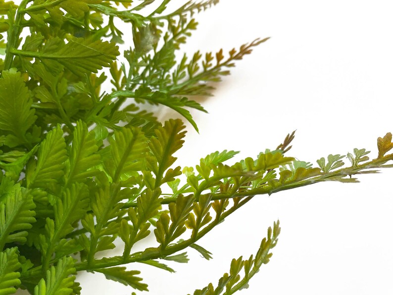 May include: A close-up of a bunch of green fern leaves against a white background.