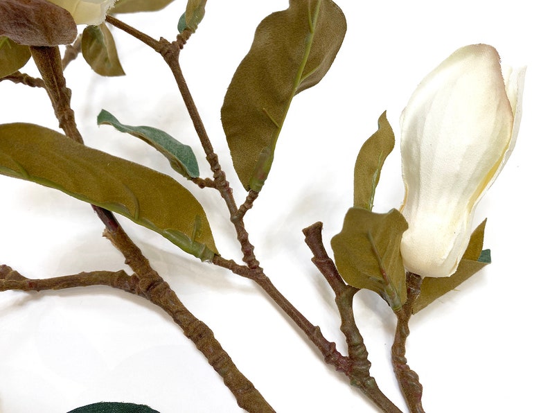 Blooming Magnolia Branch, blooming stem, tall, Magnolia flowers image 6