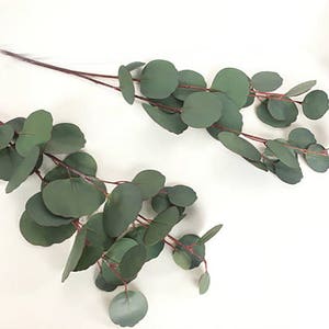 Eucalyptus, Silver Dollar Eucalyptus Stem, Faux Eucalyptus, Eucalyptus Stem, Eucalyptus arrangement, Eucalyptus Wedding, Floral Supply image 8