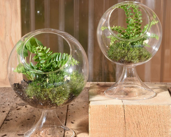 animatie Matron Munching Globe glass terrarium indoor planters terrarium centerpiece - Etsy België