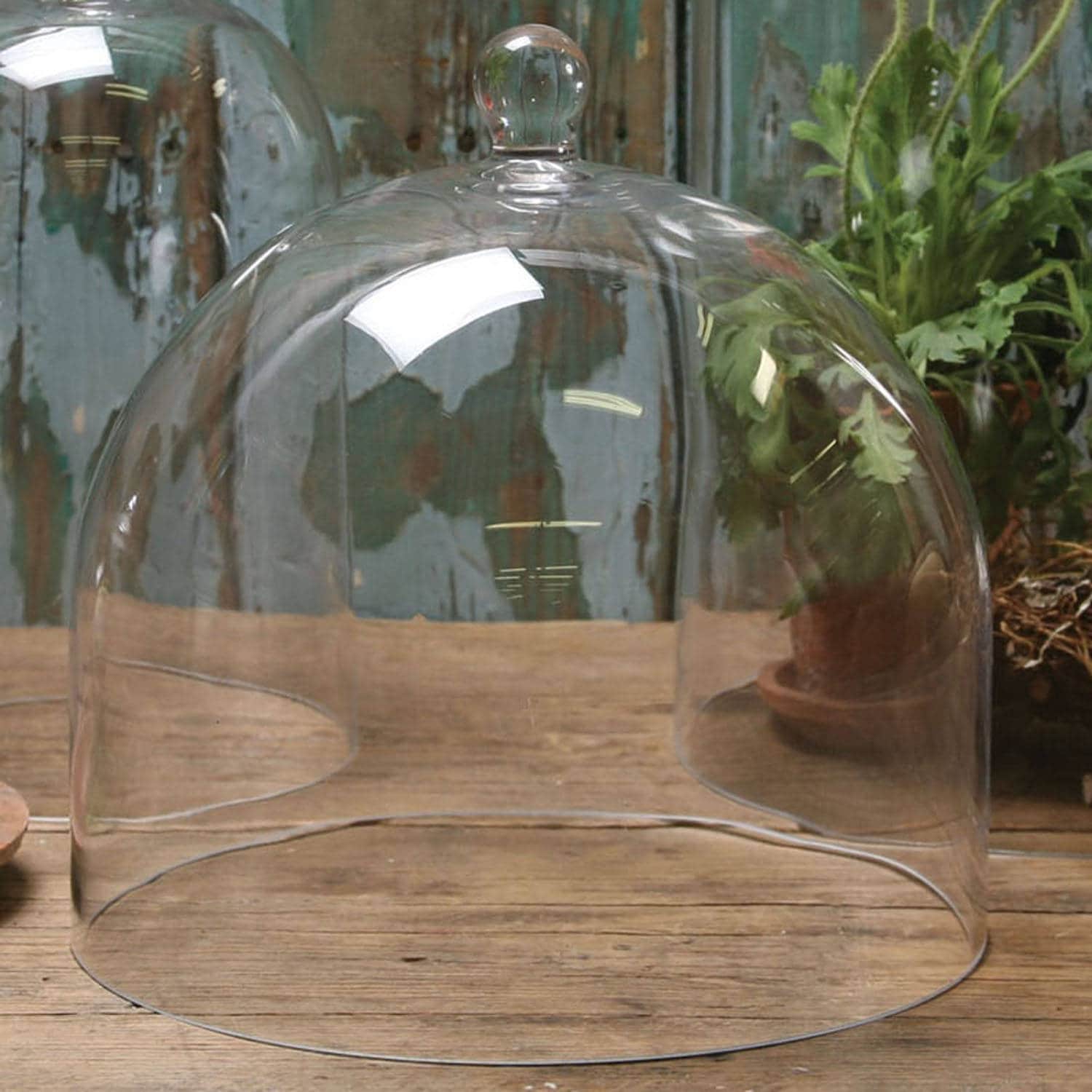 Venus Fly Trap MyGift Glass Cloche Display Jar - Clear Glass Dome With ...