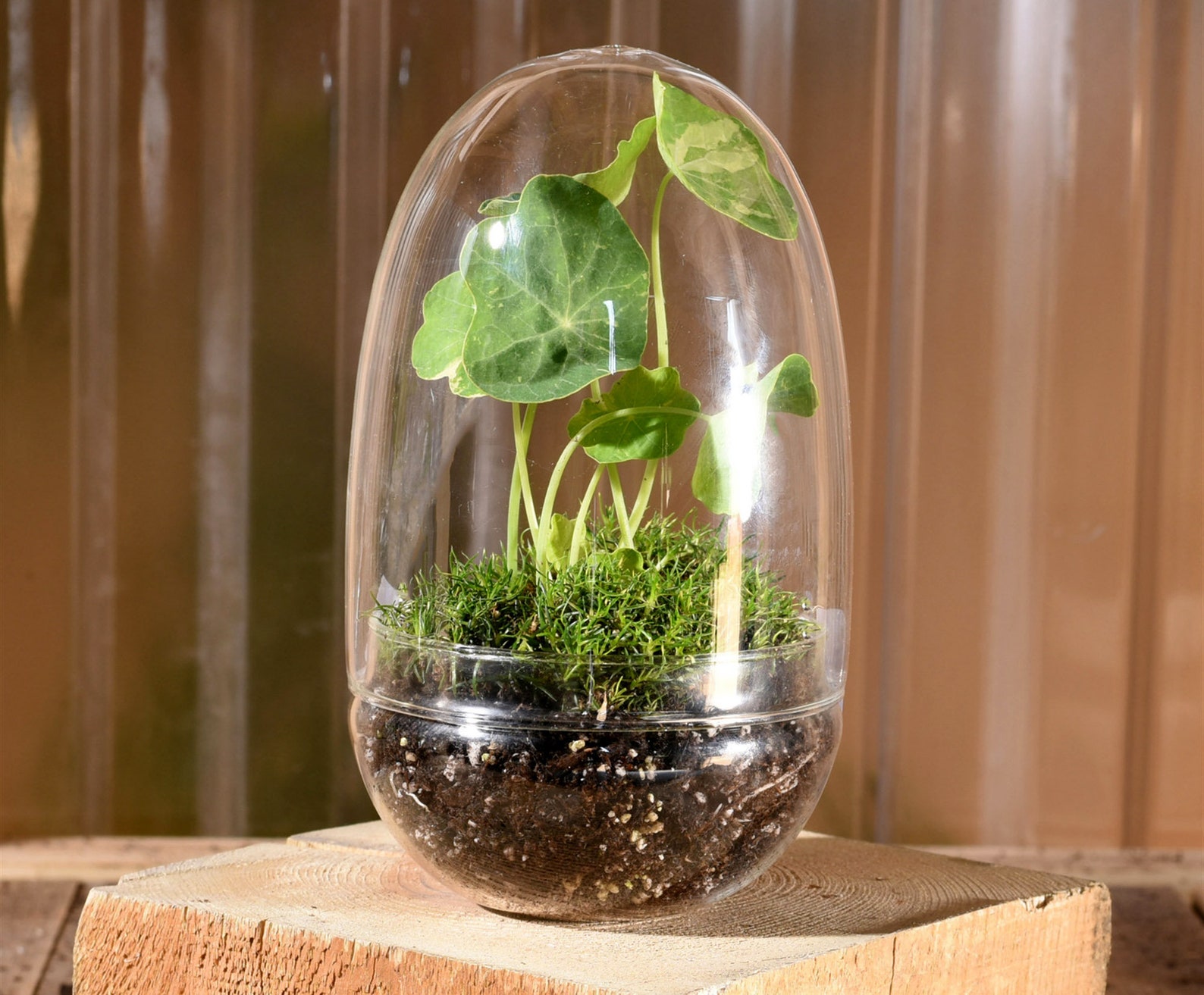 Glass Terrarium Egg Terrarium 2 Piece Terrarium Clear Etsy