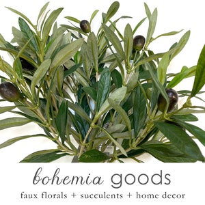 Small olive tree, stem, olive branch, Premium branch