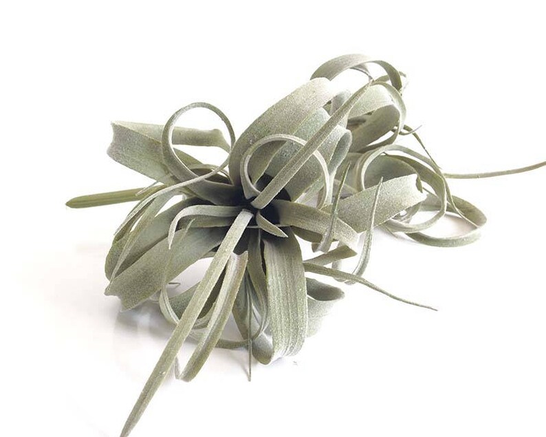 Small xerographica artificial tillandsia fake air plant air Etsy
