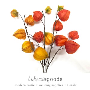 Chinese lantern stem, Chinese lantern, fall foliage, orange decor