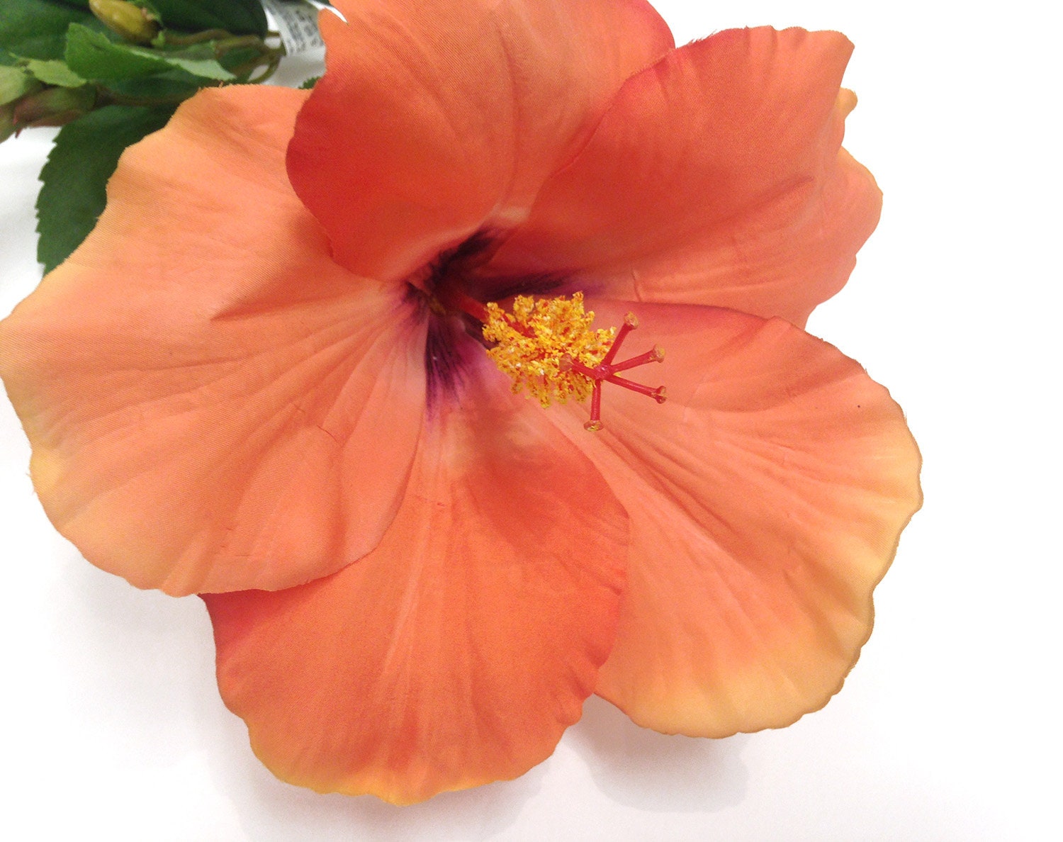 Hibiscus Peach Hibiscus Flower Hibiscus Plant Tropical - Etsy