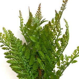 May include: A bunch of green fern sprigs with delicate, feathery leaves.
