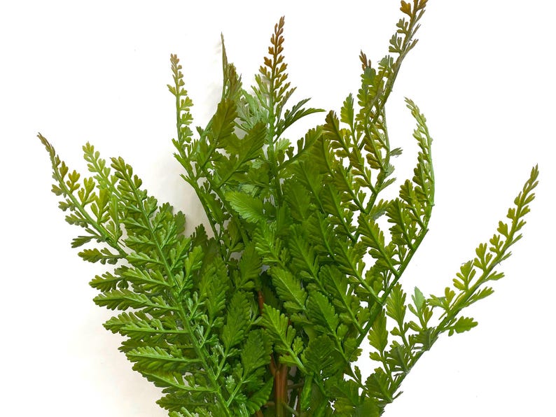 May include: A bunch of green fern sprigs with delicate, feathery leaves.