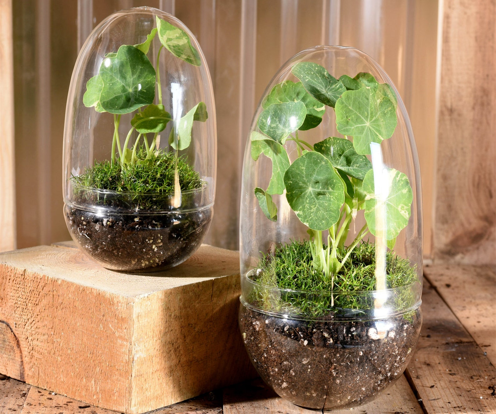 Glass Terrarium Egg Terrarium 2 Piece Terrarium Clear Etsy