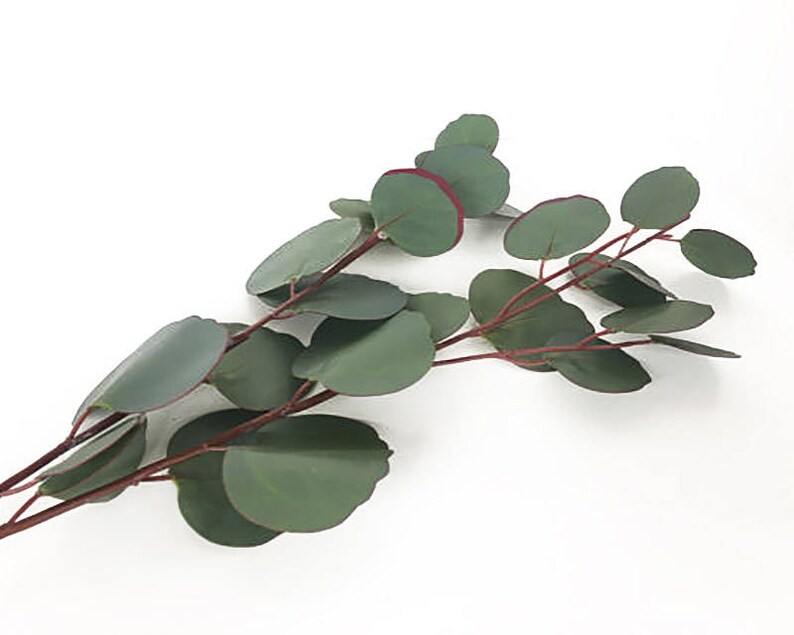 Eucalyptus, Silver Dollar Eucalyptus Stem, Faux Eucalyptus, Eucalyptus Stem, Eucalyptus arrangement, Eucalyptus Wedding, Floral Supply image 9