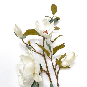 Blooming Magnolia Branch, blooming stem, tall, Magnolia flowers image 7