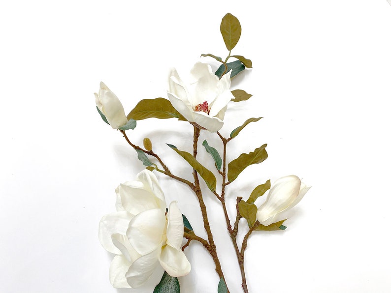 Blooming Magnolia Branch, blooming stem, tall, Magnolia flowers image 7