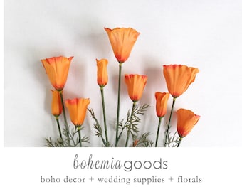 Orange California poppy, flowers, orange poppies, California flower