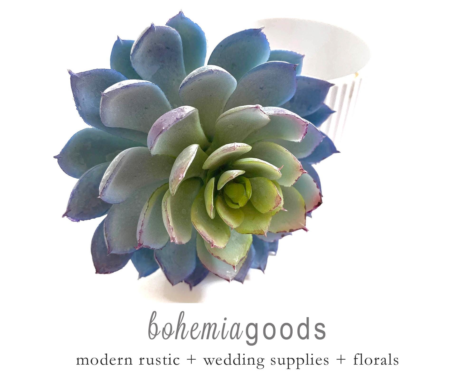 Blue Echeveria Artificial Succulent: Indoor Arrangement, 4 Inch - Etsy, image size:2000x1584