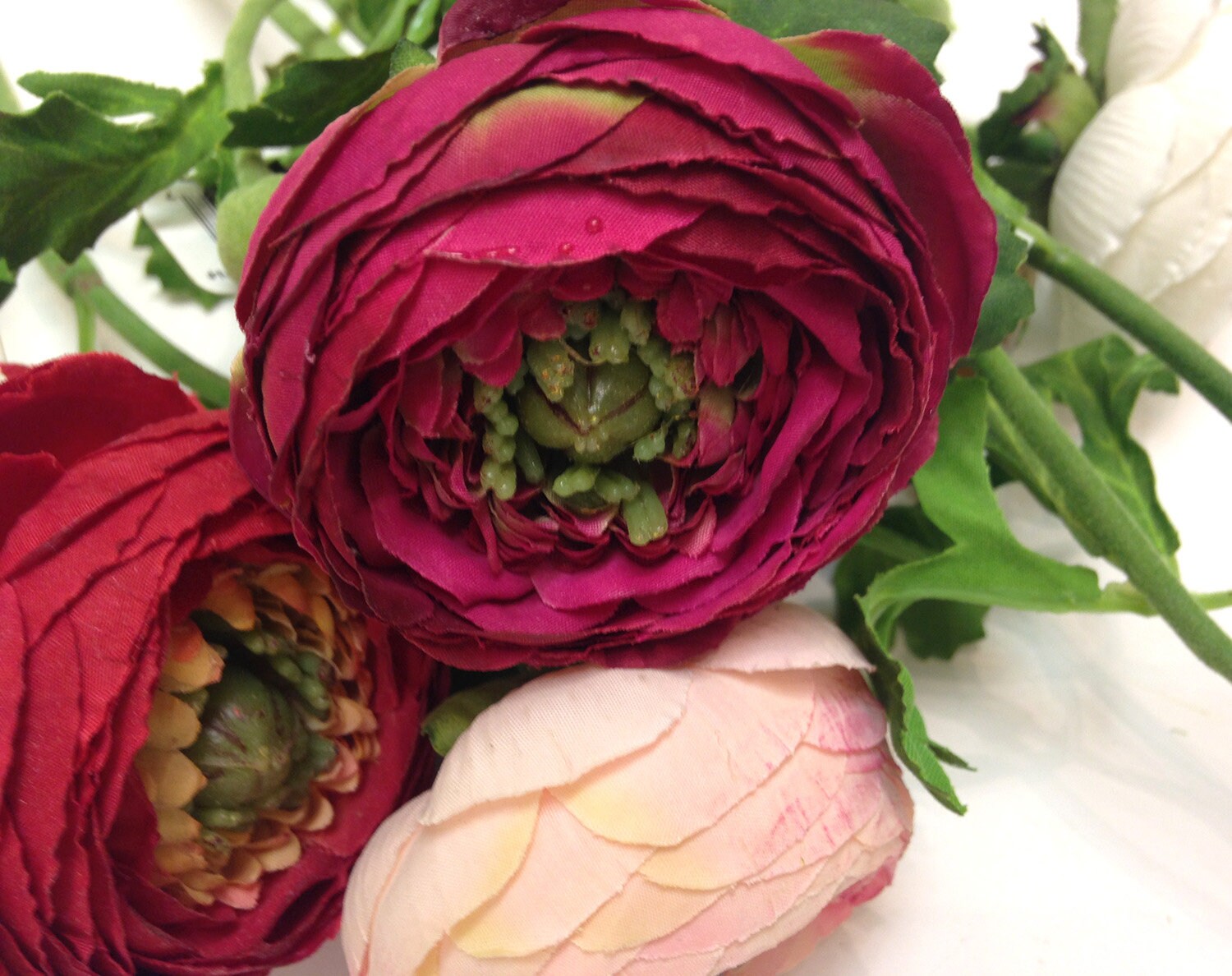 Ranunculus Ranunculus Flowers Pink Ranunculus Burgundy - Etsy