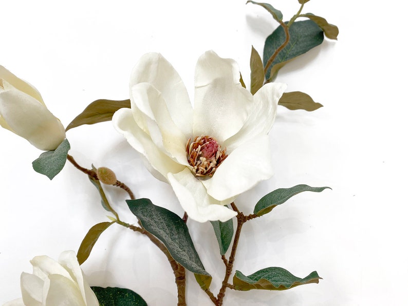 Blooming Magnolia Branch, blooming stem, tall, Magnolia flowers image 2