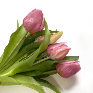 May include: A bouquet of pink tulips with green stems and leaves.