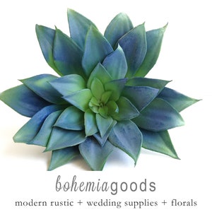 May include: A blue-green succulent plant with a rosette shape. The plant is on a white background. The text "bohemia goods" is below the plant.