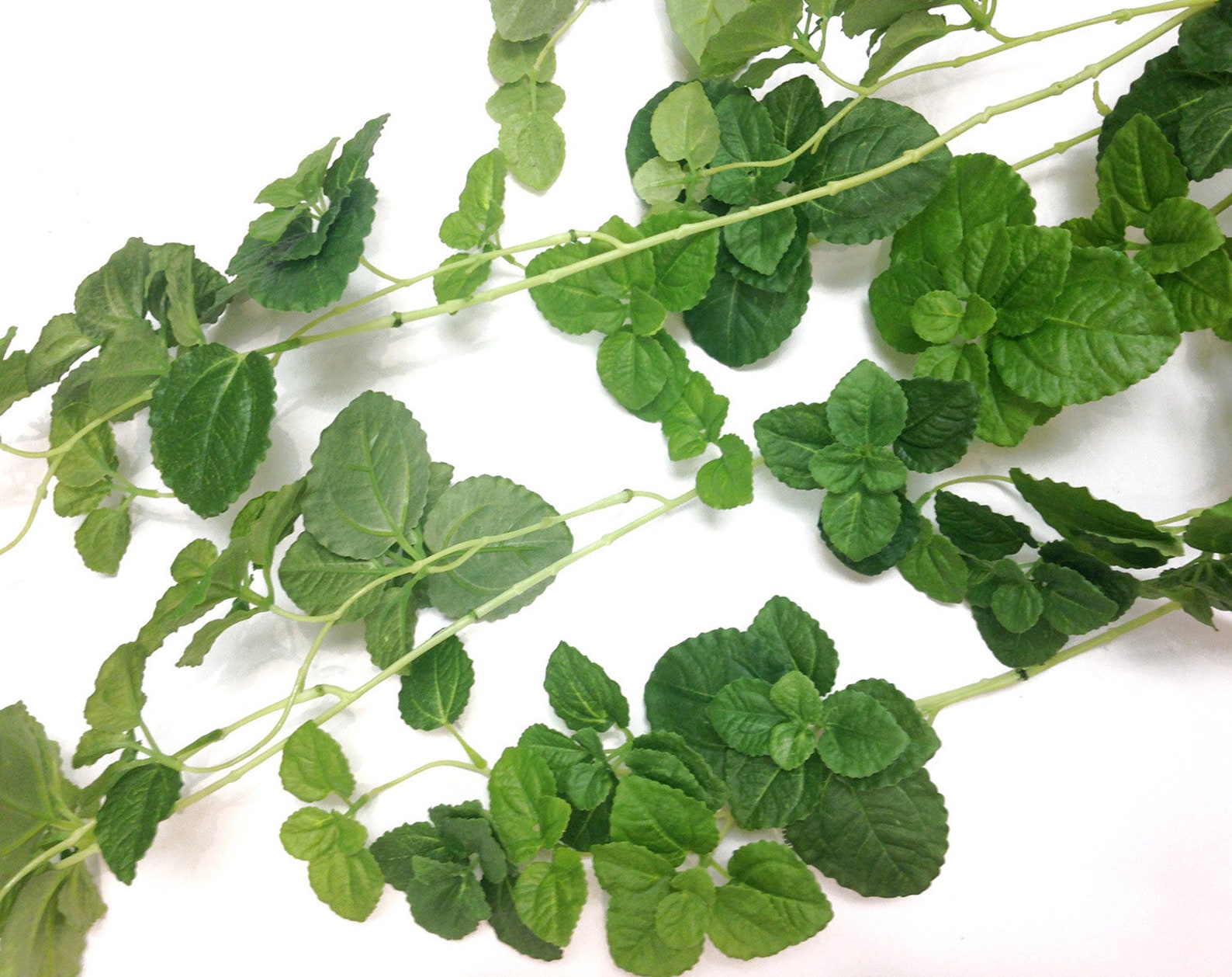 Hanging Plant Creeping Charlie Artificial Plant Greenery Etsy