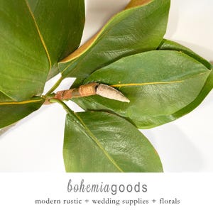 Premium Magnolia leaf, with bud, Magnolia foliage